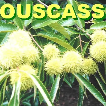 Bouscasse Gabriac (Lozere)